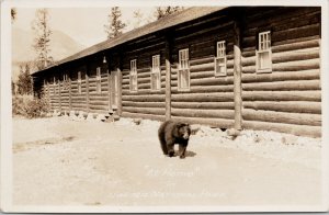 Bear at Jasper Alberta 'At Home' FH Slark Real Photo Postcard E88