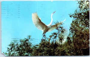 M-51410 A Great Egret Lands at the Heronry Audubon Canyon Ranch California