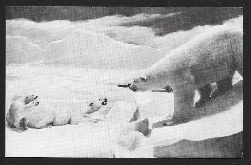 Natural History Museum Polar Bears Chicago Illinois Unused c1950s