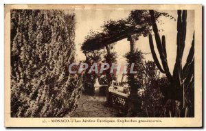 Old Postcard Monaco Exotic Gardens Euphorbia grandicornis