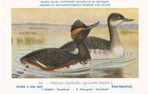 Black Necked Grebe Podiceps Nigricollis WW2 Bird Rare Postcard