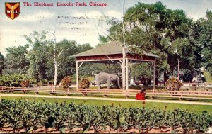 Illinois Chicago Lincoln Park The Elephant 1911