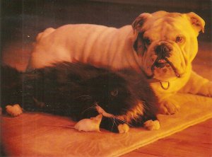 Animals. Dog and Cat. Furry Friends  Modern English artistm photo postcard