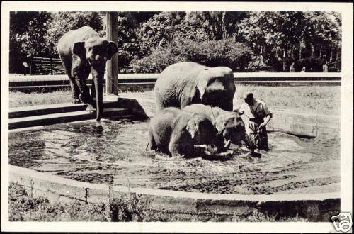 netherlands, ROTTERDAM, Blijdorp Zoo, Bathing ELEPHANTS