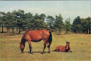 Hampshire Postcard - Wild Horses, The New Forest RR17285