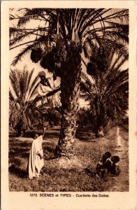 Tunisia Scenes et Types Cueillette des Dattes Vintage Postcard C049
