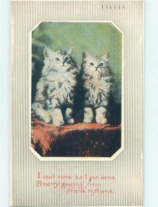 1917 Two White Kitten Cats Looking Upward o7471