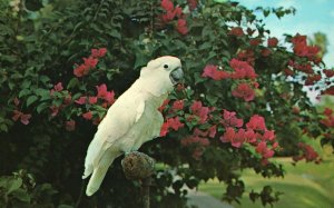 Snowball The Salmon-Crested Moluccan Cockatoo of Australia White Bird, Postcard