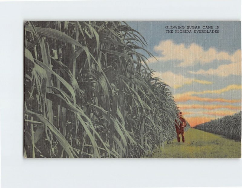 Postcard Growing Sugar Cane in The Florida Everglades, Florida