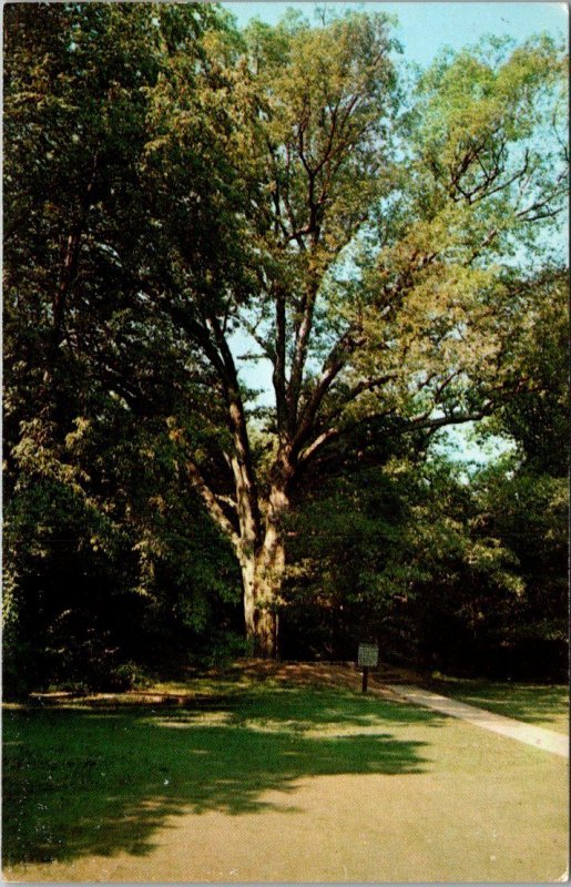 Kentucky Abraham Lincoln National Historic Site The Boundary Oak