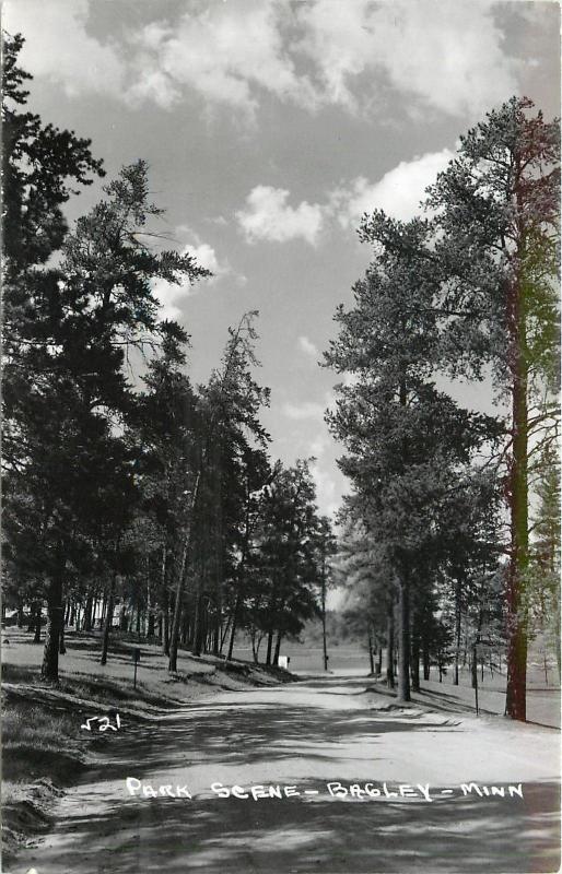 Bagley Minnesota~Real Photo Postcard~A Park Drive Thru the Towering Trees~1950s