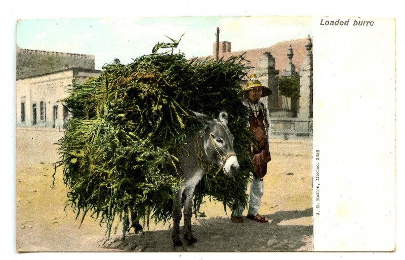 Mexico - Loaded Burro