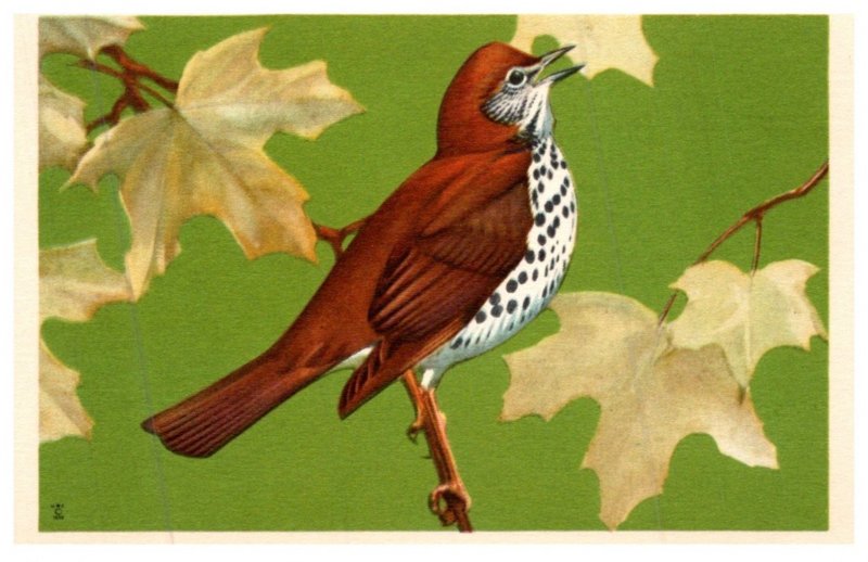 Wood Thrush