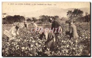 Old Postcard picking roses Cote d & # 39Azur