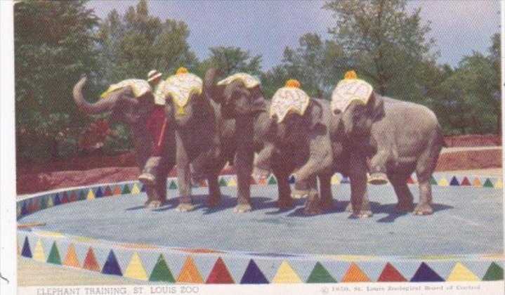 Elephant Training At St Louis Zoo Missouri