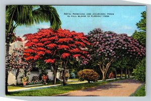 FL- Florida, Royal Poinciana And Jacaranda Tree, Vintage Linen Postcard 