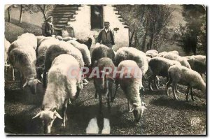 Modern Postcard Scenes et Types des Pyrenees Sheep at Pasture