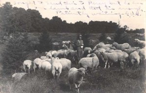 Shepherd with Sheep Farming Scene Real Photo Vintage Postcard AA53726