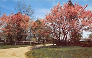 Indiana's Redbud Springtime - Misc, Indiana IN