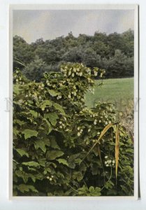 427920 Flower Hymulus Lupulus Vintage Sammelwerk Tobacco Card w/ ADVERTISING