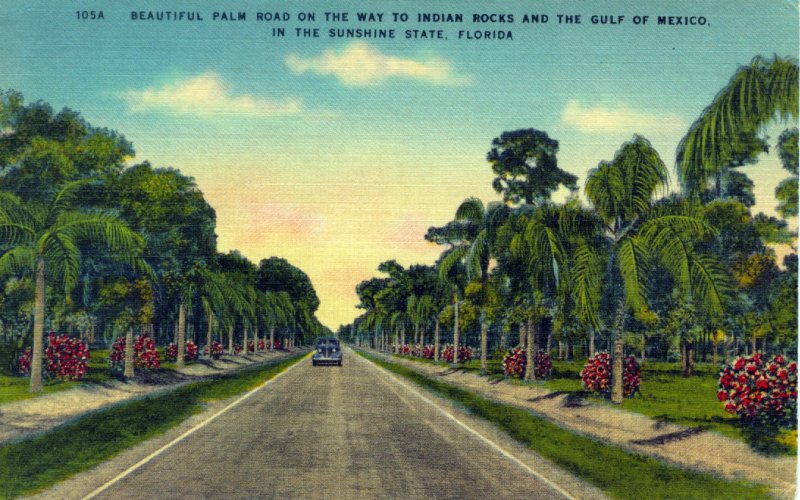 [ Linen ] US Florida - Beautful Palm Road Gulf Of Mexico