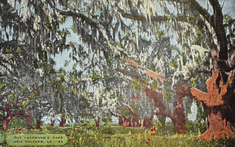 Vintage Postcard 1930's View of The Pakenham's Oaks New Orleans