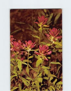 Postcard Indian Paintbrush, Yellowstone National Park, Wyoming