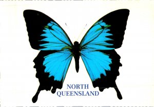 Ulysses Butterfly North Queensland Australia Postcard