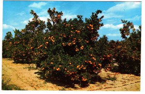 Beautiful Orange Groves in Central Florida