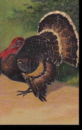 PFB Serie 7721 Thanksgiving Greetings Turkey