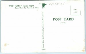 Postcard - Wild Turkey takes flight 