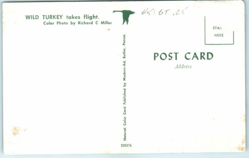 Postcard - Wild Turkey takes flight 