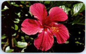 Postcard - Hawaiian Hibiscus - Hawaii