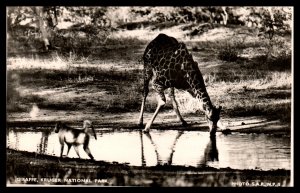 Giraffe,Kruger National Park,South Africa