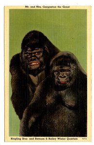 FL - Sarasota. Ringling Bros. & Barnum & Bailey Circus, Famous Gorilla Couple