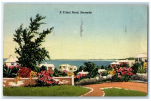 1948 Garden River View A Tribal Road Bermuda Posted Vintage Postcard