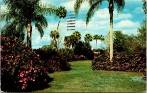 Azaleas Stately Palms Lake Anhoe Orlando Florida Postcard PM Kissimmee FL Cancel 