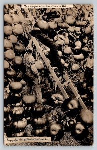 RPPC   1909  Exaggerated  Tomatoes  in Missouri    Postcard