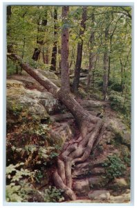 c1950's Unusual Tree Formation Giant State Park Carbondale Illinois IL Postcard