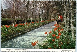 Postcard - Tulips at Governor's Palace - Williamsburg, Virginia
