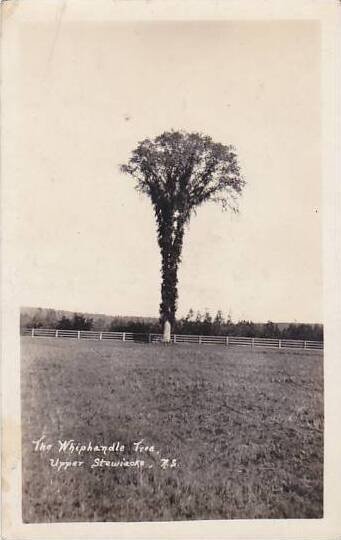 Canada Nova Scotia Upper Stewiacke The Whiphandle Tree Real Photo