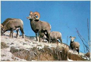 Canadian Rockies Rocky Mountain Bighorn Sheep