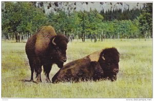 Buffalo, WAINWRIGHT, Alberta, Canada, 40-60´s