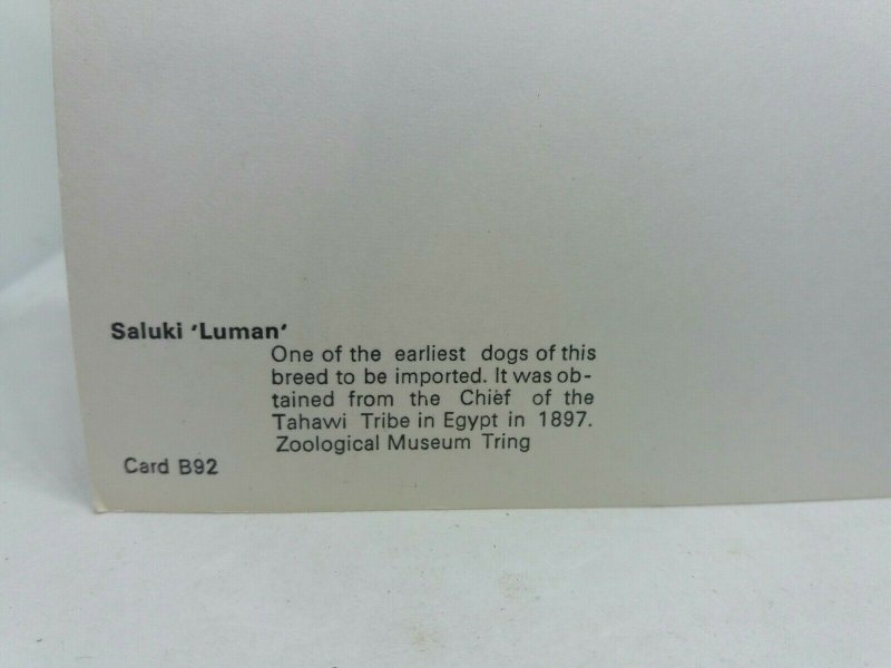 Vintage Postcard Early Import Saluki Dog Luman Imported from Egypt c1897