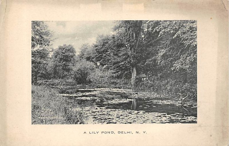 Lily Pond Delhi, New York NY