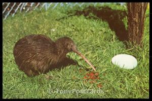 The Kiwi and Egg