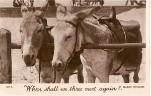 Couple of donkeys. When shall we three.. Old vintage English photo postcard