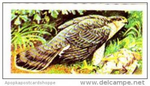 Brooke Bond Tea Trade Card Wild Birds In Britain No 30 Sparrow Hawk