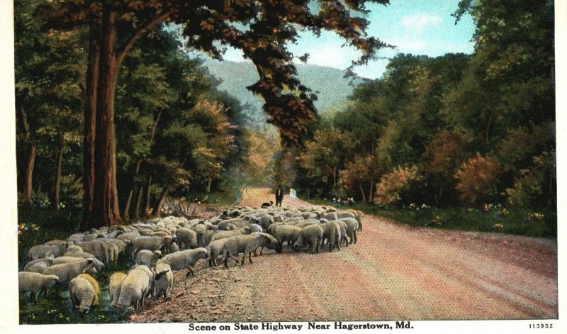 Vintage Postcard 1920s Scene on State Highway Near Hagerstown Maryland MD