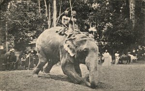 Colombo Sri Lanka Elephant at Work Men Astride c1900-20s Vintage Postcard